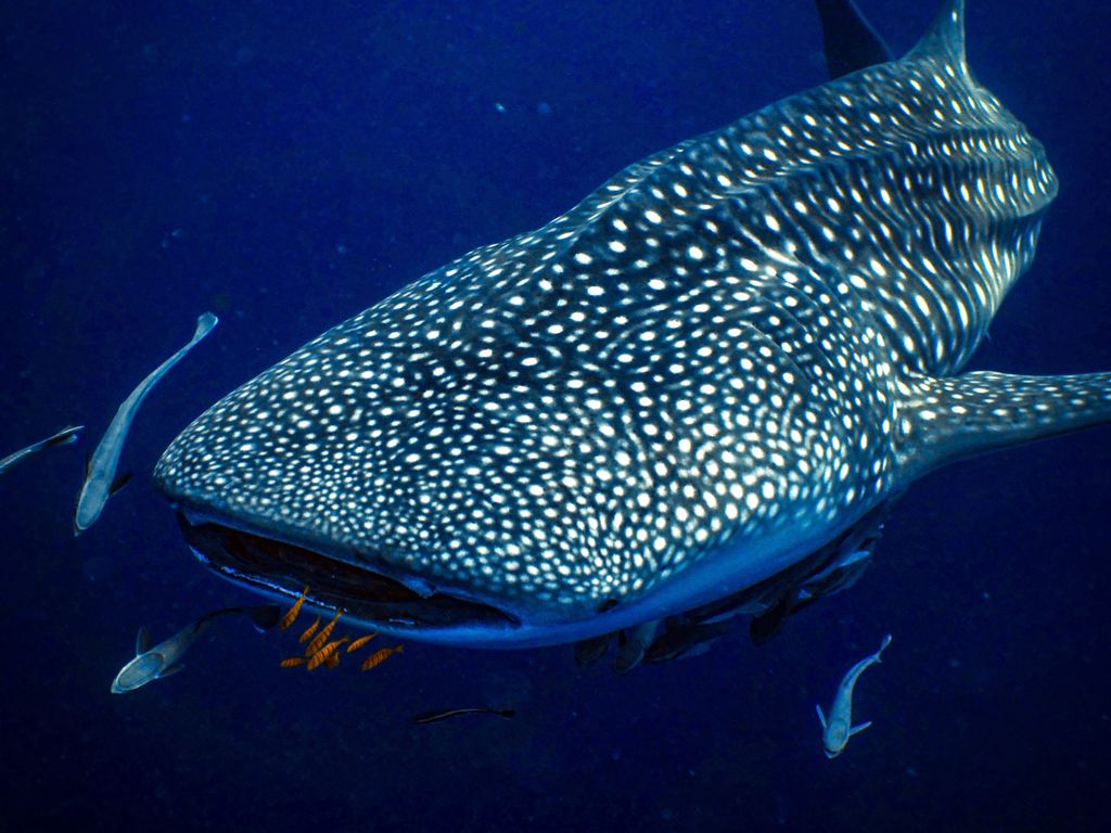 3cadba72-1f62-4ab2-bcf7-f9850053b903