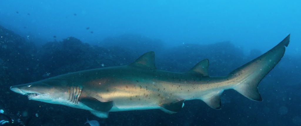 1f0b7290-166a-45e3-ad22-a713d81c7596