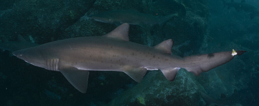 497a2636-0a27-4d9e-913f-a13a9f01d2de