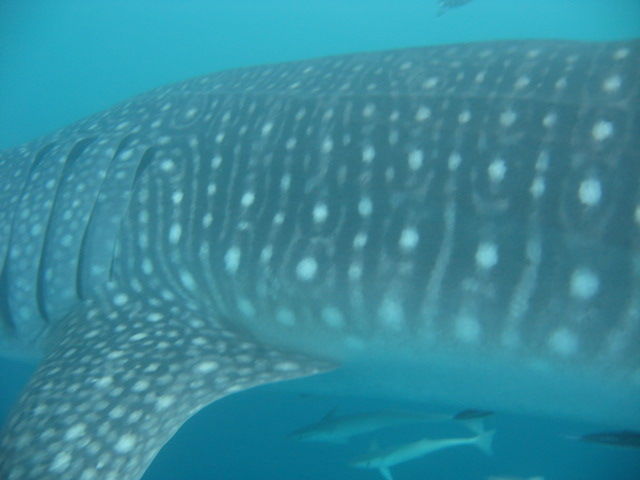 15c10eaa-7d29-4c8f-9280-97de1c1429b8