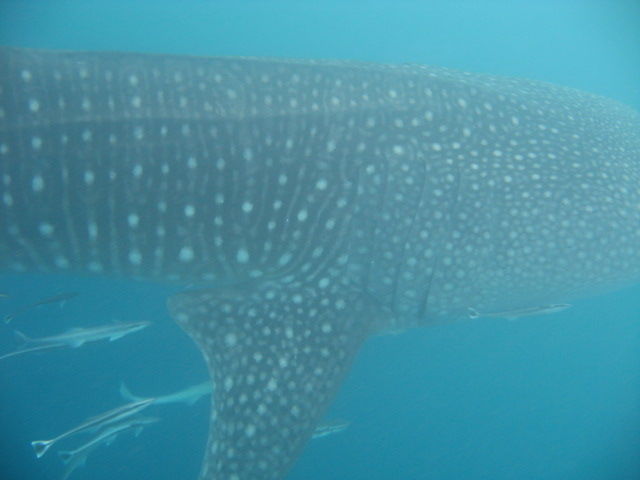 15c10eaa-7d29-4c8f-9280-97de1c1429b8