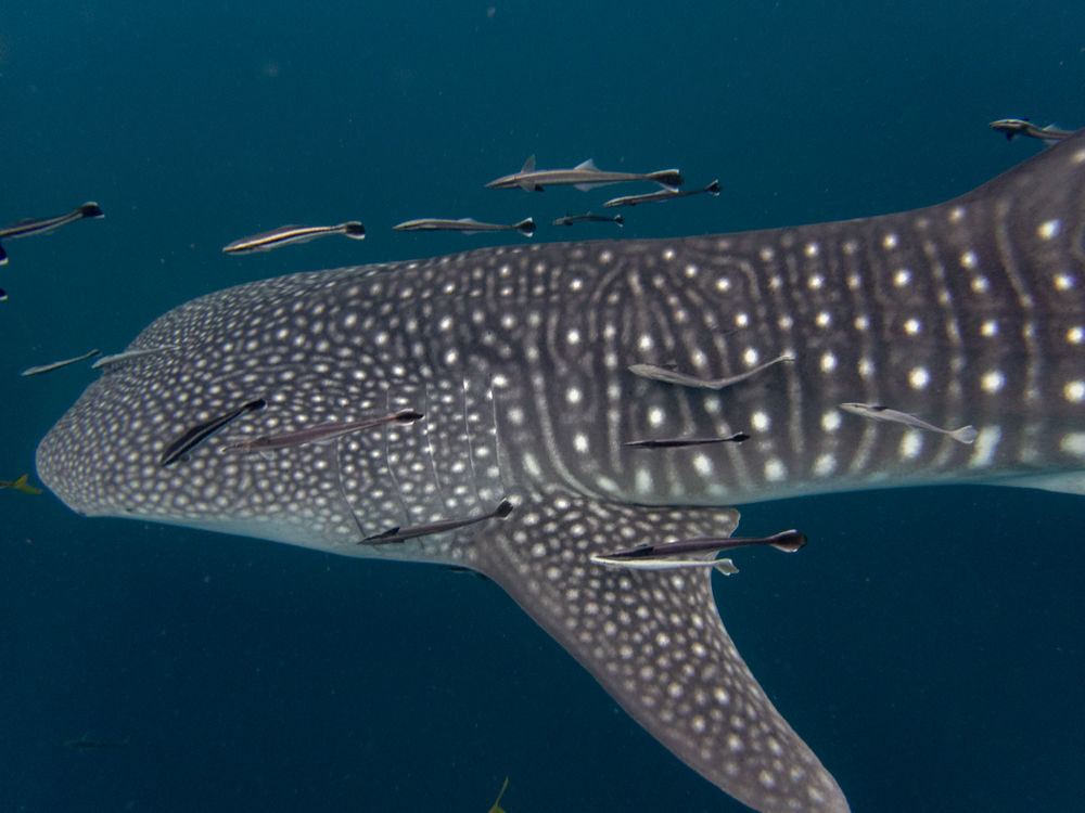 22860573-69cd-43e5-bfac-25bdbb9ebf8e