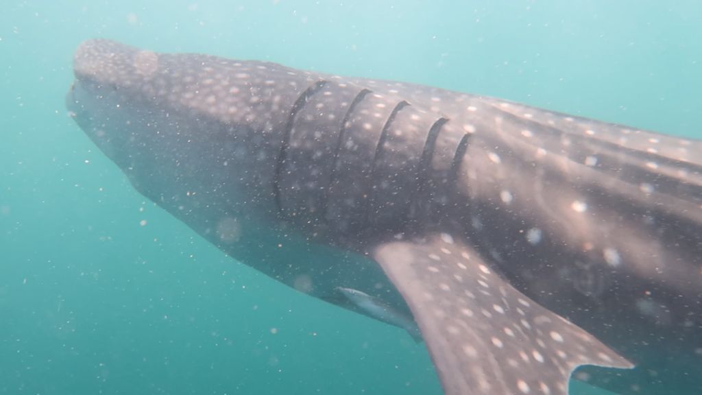 38a925c7-2409-435a-b840-dbf6e020234f