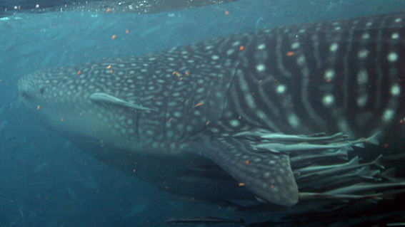 2106d8e4-13d6-4787-8fad-b0a17b9d18e4