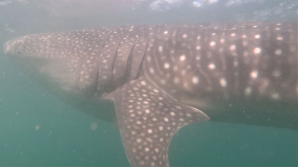 55d99e7b-c62b-4ac8-ba7f-74f3881d4fac