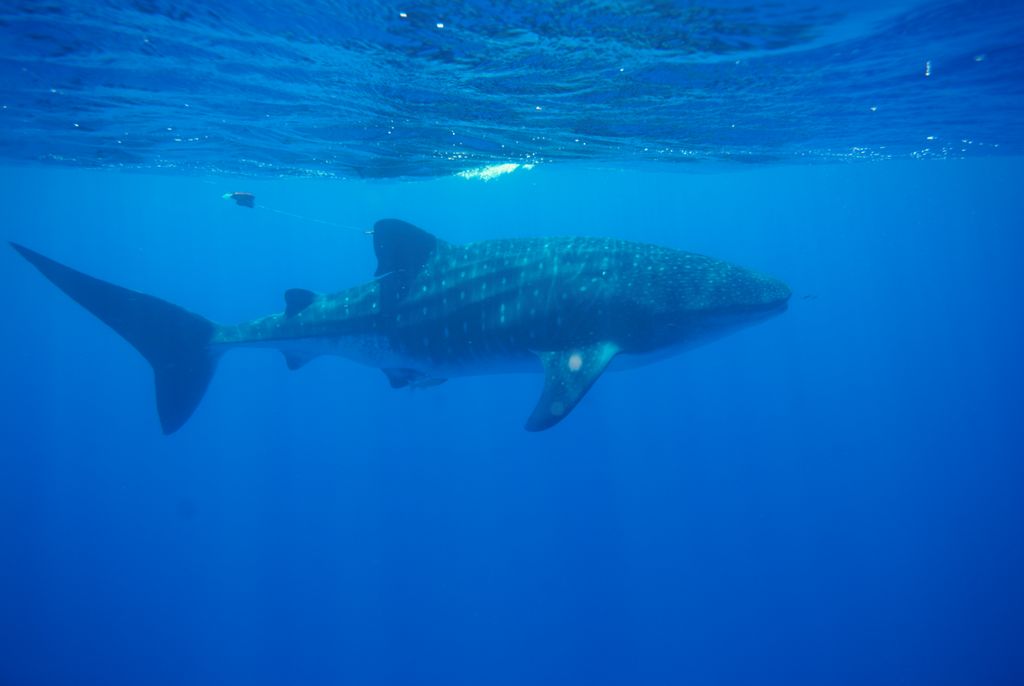 1ce9b4ee-283c-43fd-8e44-225fd607de6b