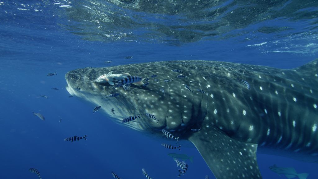 17bc601a-45f1-4589-9b77-946f0668fbe6