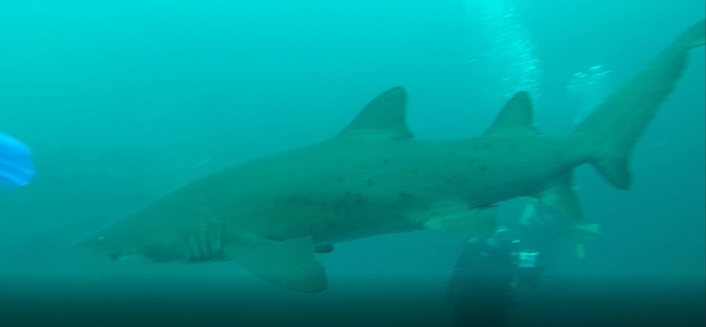 793d0a95-f94d-477e-8eed-a776bf767911