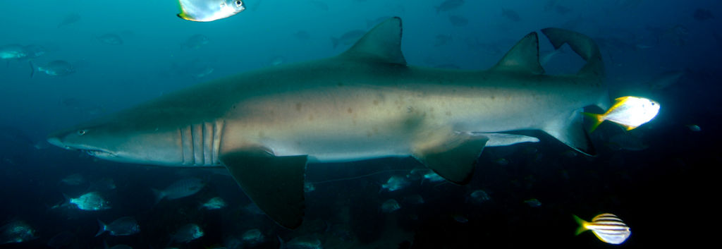 9d5e13e6-cdbe-4098-82f8-4cc9e5d540e1