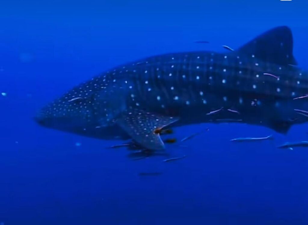 cdfeeae0-6589-4b01-9990-a612bd2212d8