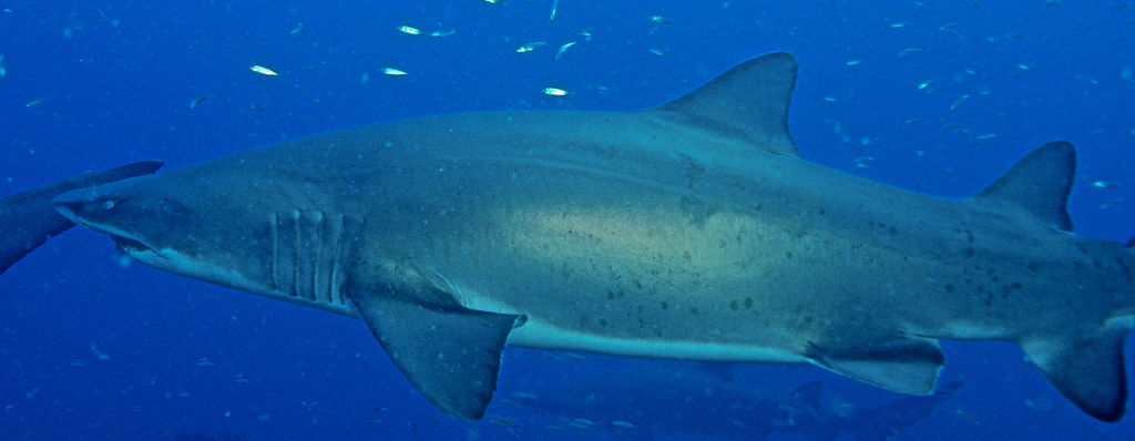 bfaa2596-0735-49ef-96cf-40c57b4e75e1