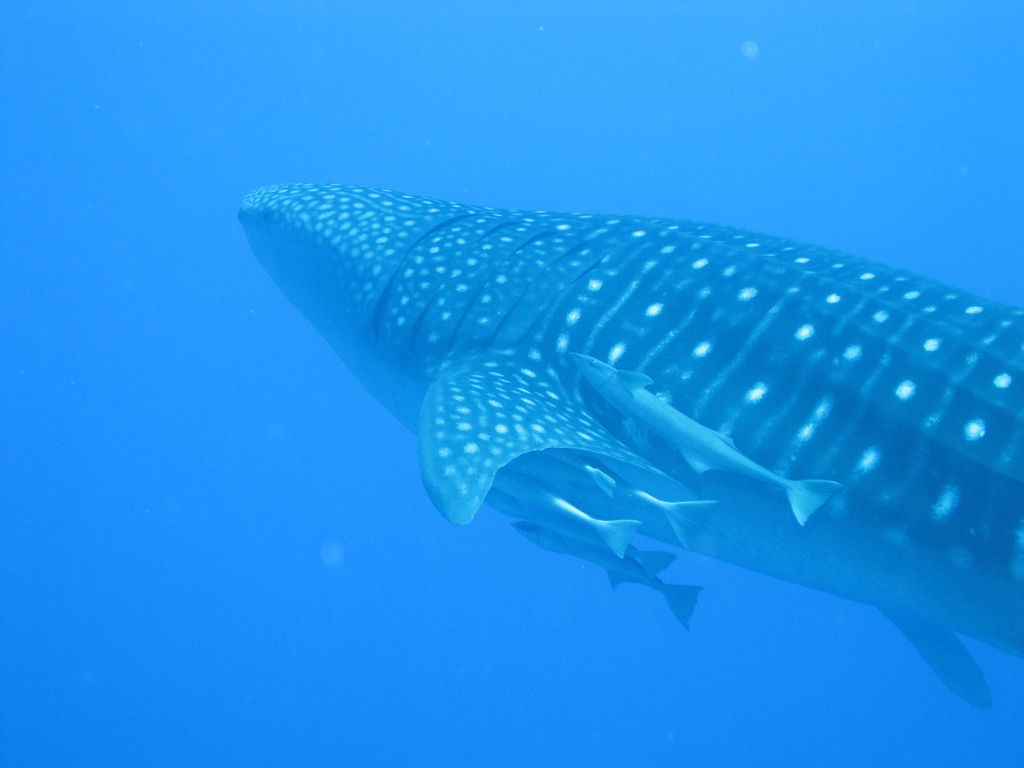 ed816543-3fec-44ac-937b-a809da3ba204