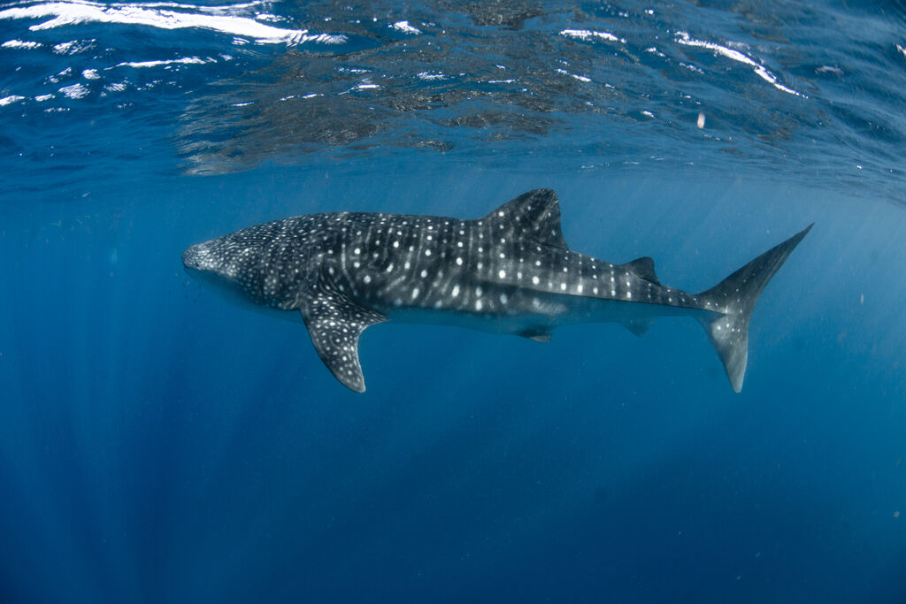 388adb33-385a-489c-83c7-e63fc3da7447