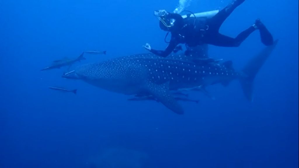 015e47e2-6583-412e-b98a-6a2c47485127