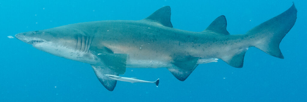 1ef6b457-bcc0-44c8-a79b-7d747a9068fd