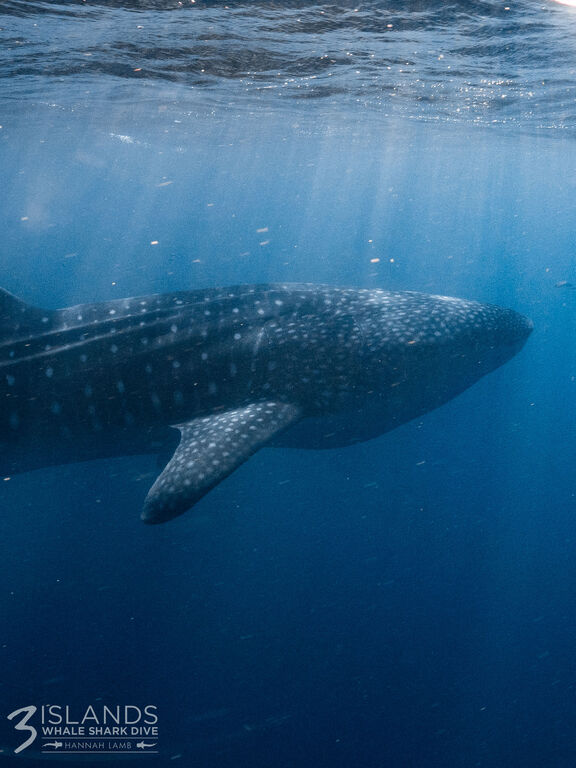 af3b7360-2c31-465a-ae27-71e4ffdac5ad