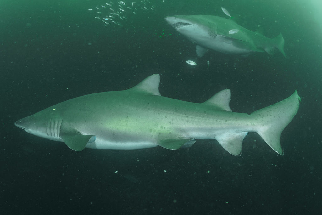 986ea6ba-72e0-4dc5-bda9-4567c5a47fba