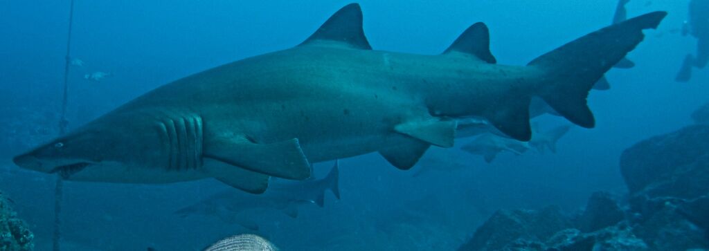 da9c7779-0033-4696-84b6-0b5efb73790b