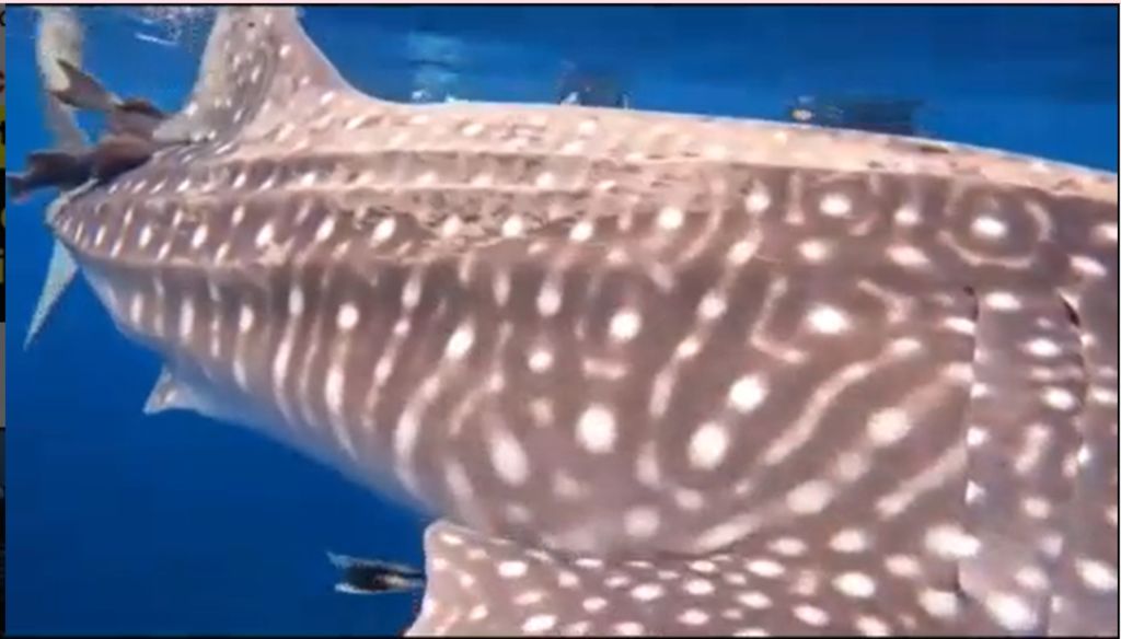 9406f2cc-2af7-4ffb-bbed-1934a2f4233d