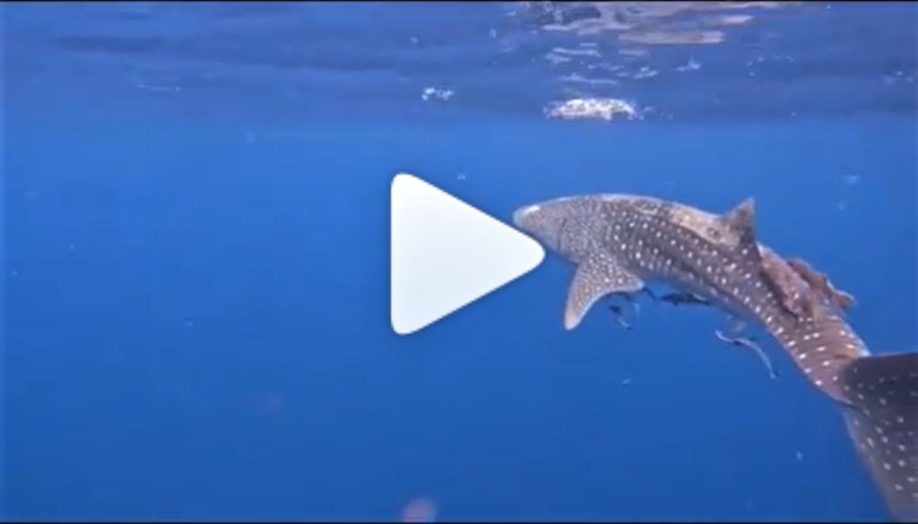 9406f2cc-2af7-4ffb-bbed-1934a2f4233d