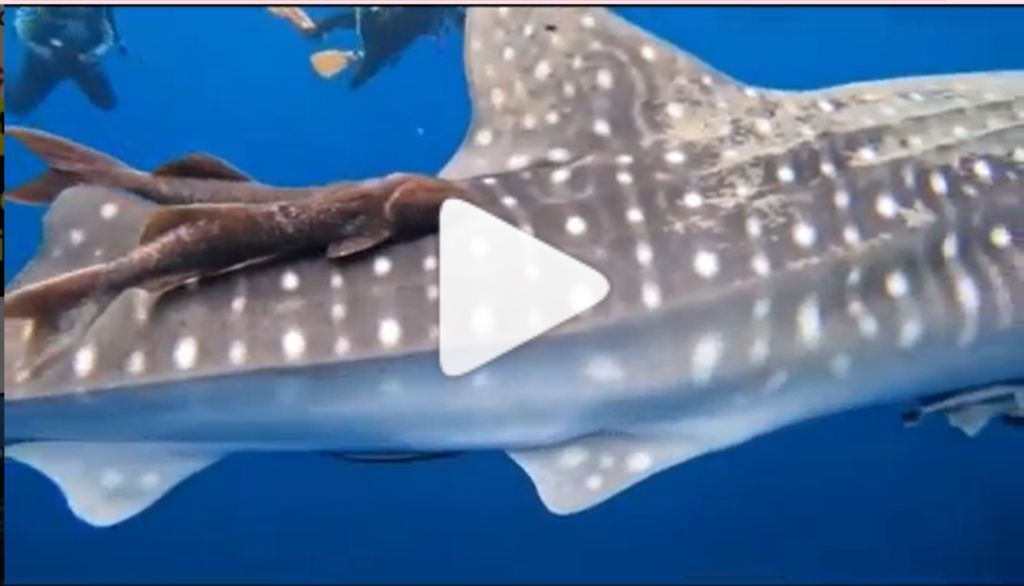 9406f2cc-2af7-4ffb-bbed-1934a2f4233d