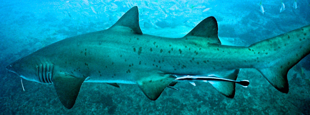 104c7345-a4aa-4a65-9c45-cb3a64cea0a9