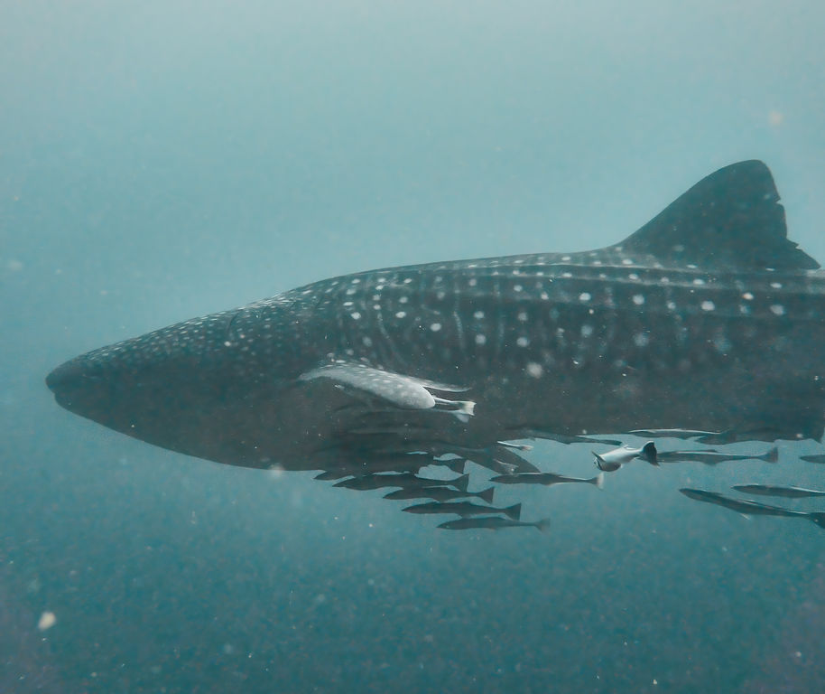 a41ec30d-76a3-4640-914e-dfadc835d4f0