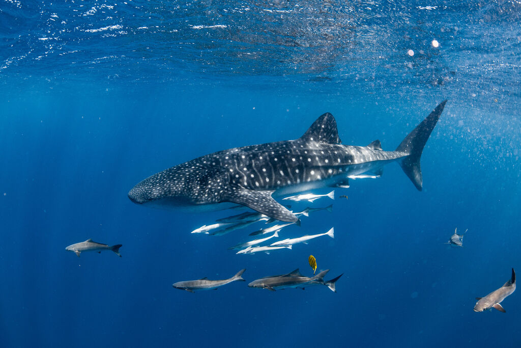 c16aa15f-7fc7-4a1b-b5ea-ec22e17535ad