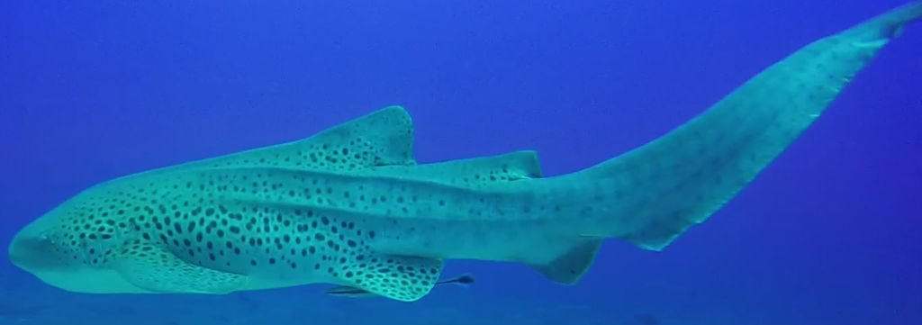 6ea7952e-b232-4ffa-834c-721d8beaad82