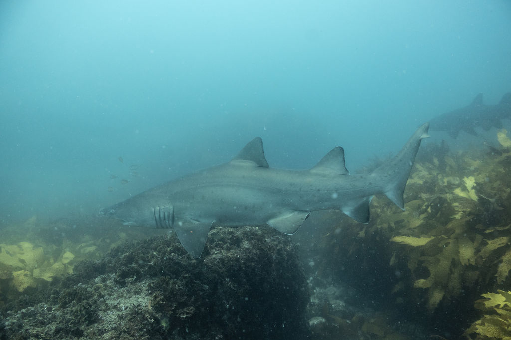 f9a132f2-6800-451c-9700-d692ad72811e