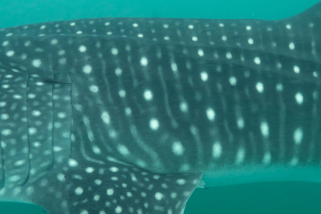 bdf9373e-589f-41bd-84d9-64adea454f69