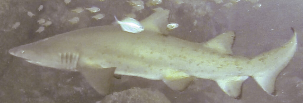 16c17852-a675-4a11-b520-39548c8a6843