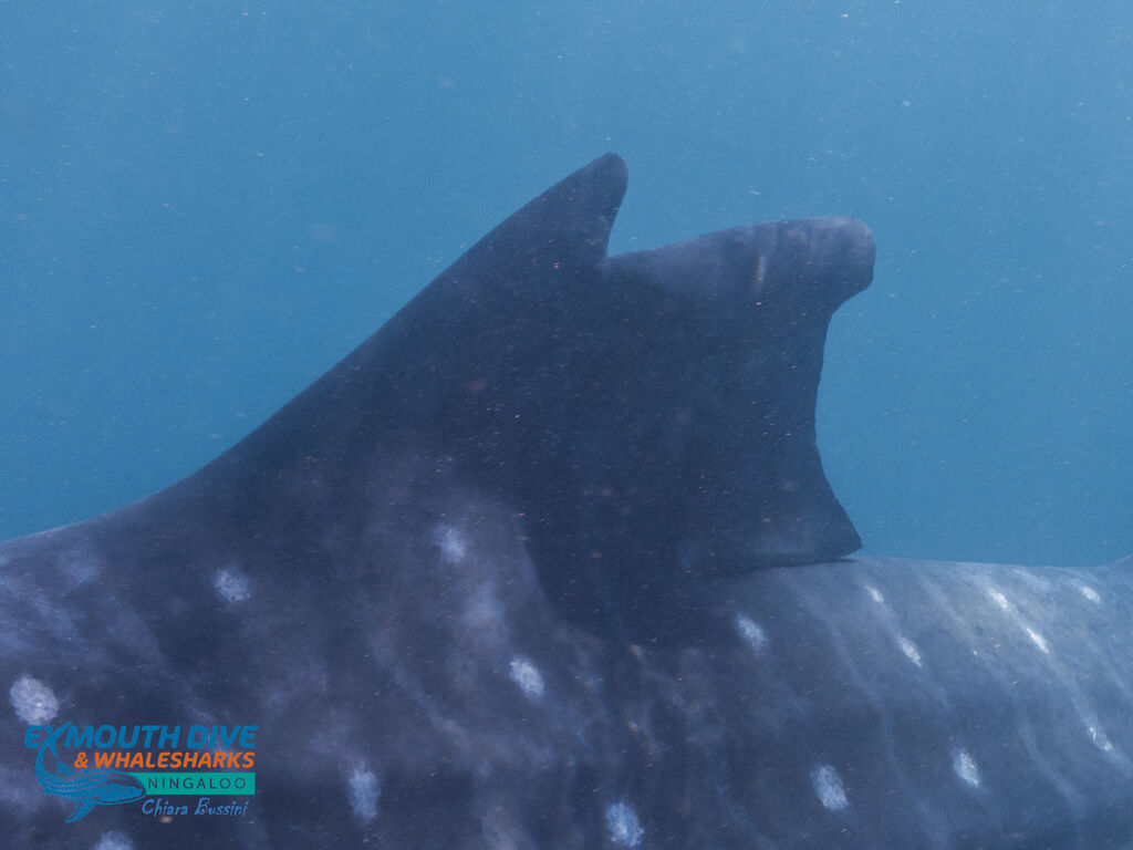 86b57312-cd99-49c2-9882-27995f5a446d