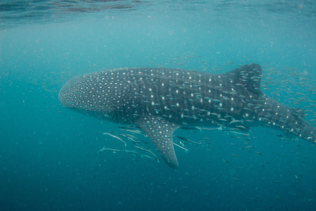 5dd76648-7d75-45fb-9bd4-db2bbf385175