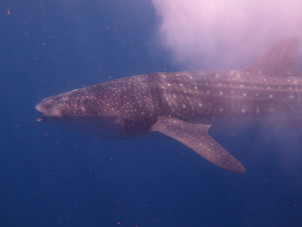 4f0598f7-b08f-415e-8d85-21cf5c75d485