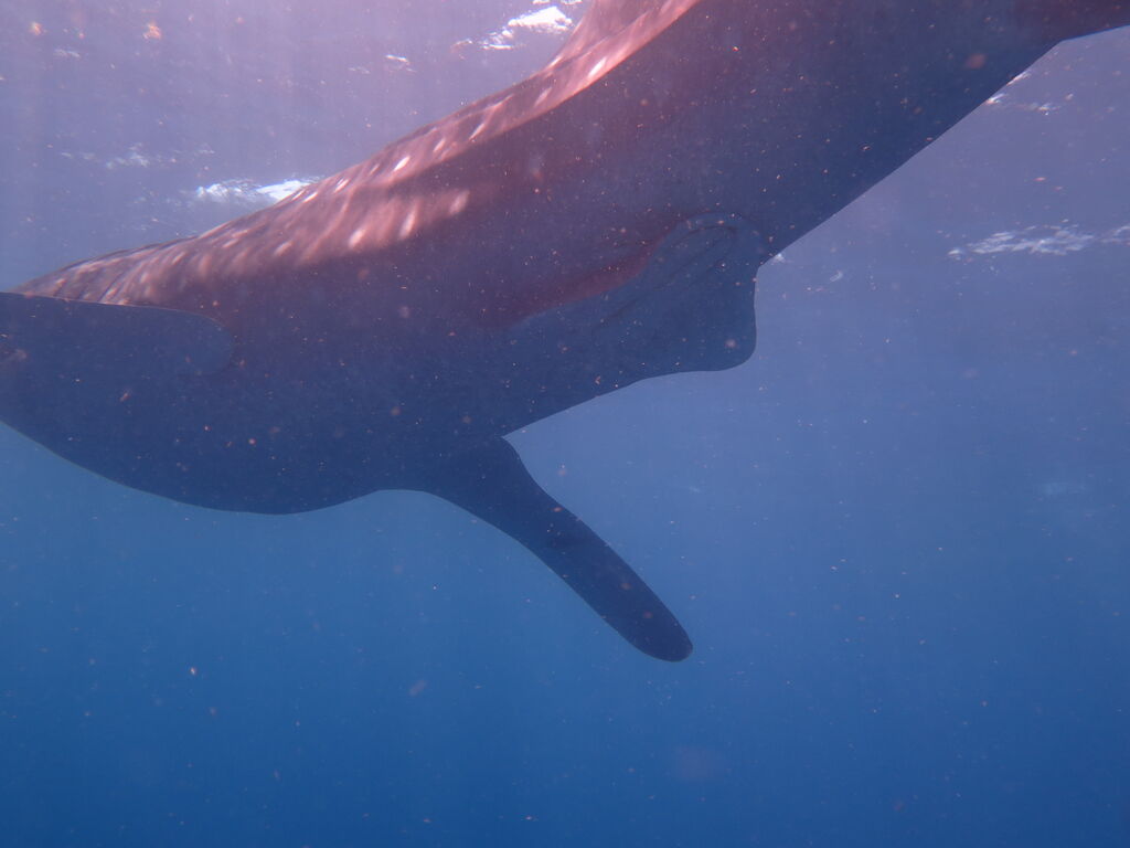 4f0598f7-b08f-415e-8d85-21cf5c75d485