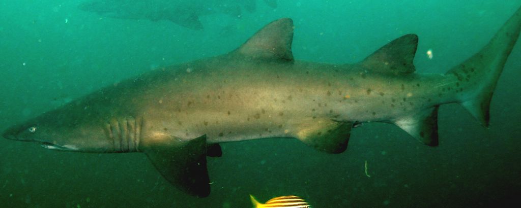 097cf5a1-b48f-42a2-8f5f-3f90f44761d8