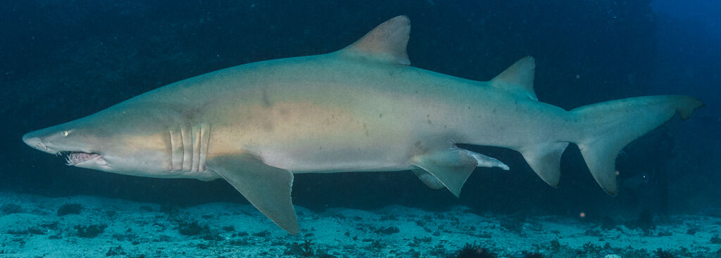 0deefaed-8da8-43a0-b047-4b0bf9401a92