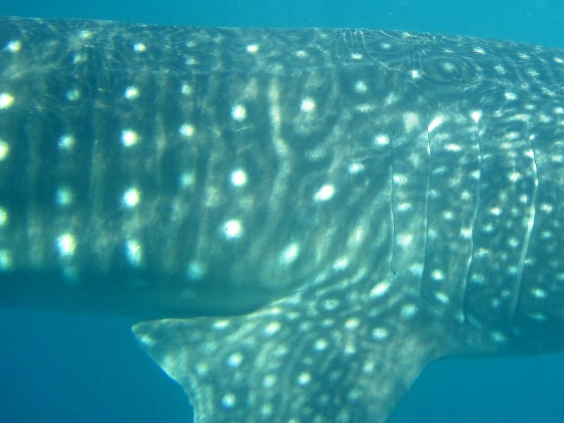 e6f0ff6d-2997-4fd6-b679-4d33739d87a9