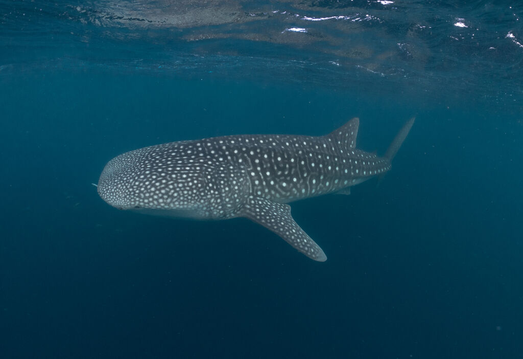 1f2ac99f-8573-4ab4-a4c2-14a8f3c7ac02