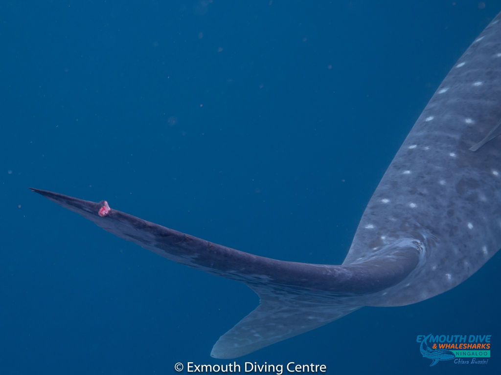 9a5c57e0-4524-4d14-9d8d-74725425f1d8