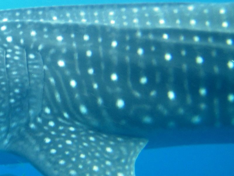 dc930331-c42f-4783-8d48-aab4eec280d4