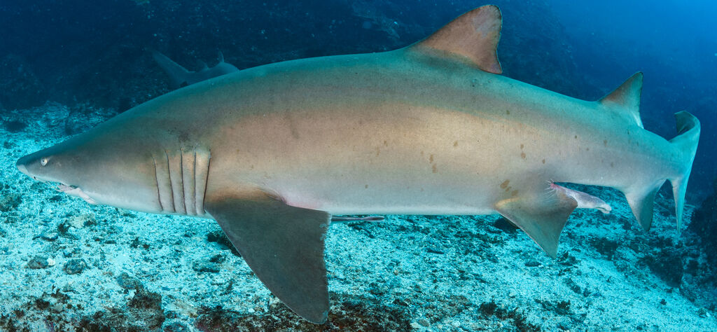 0deefaed-8da8-43a0-b047-4b0bf9401a92