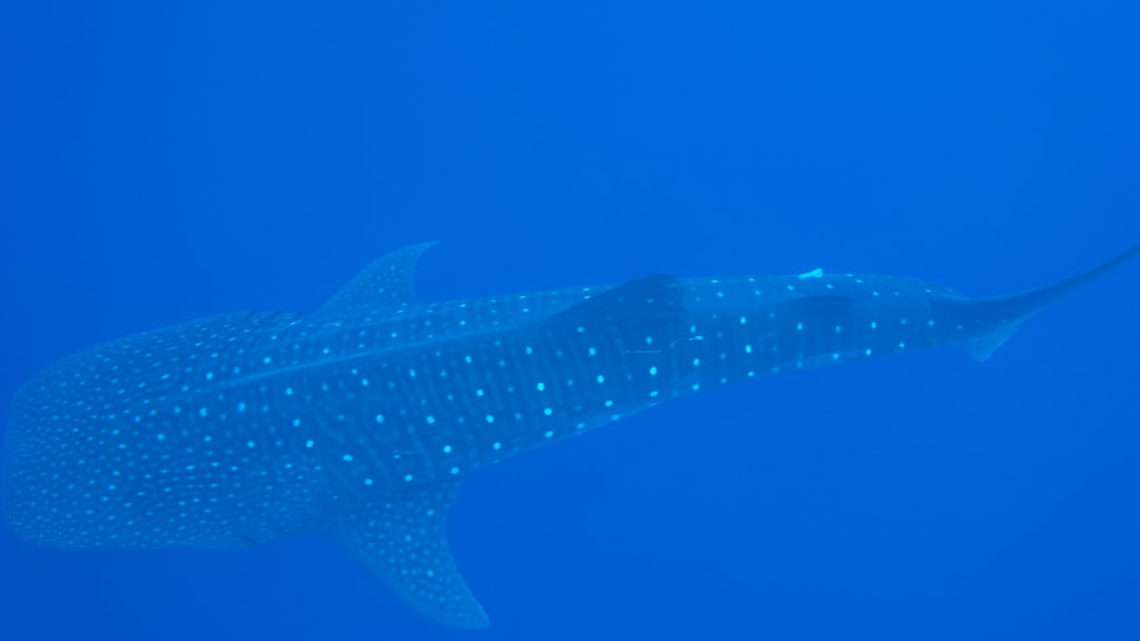 50585175-3e59-4719-b568-72fe241e3ff0