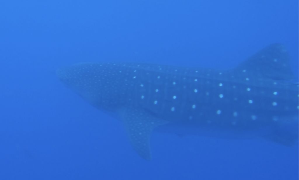 50585175-3e59-4719-b568-72fe241e3ff0