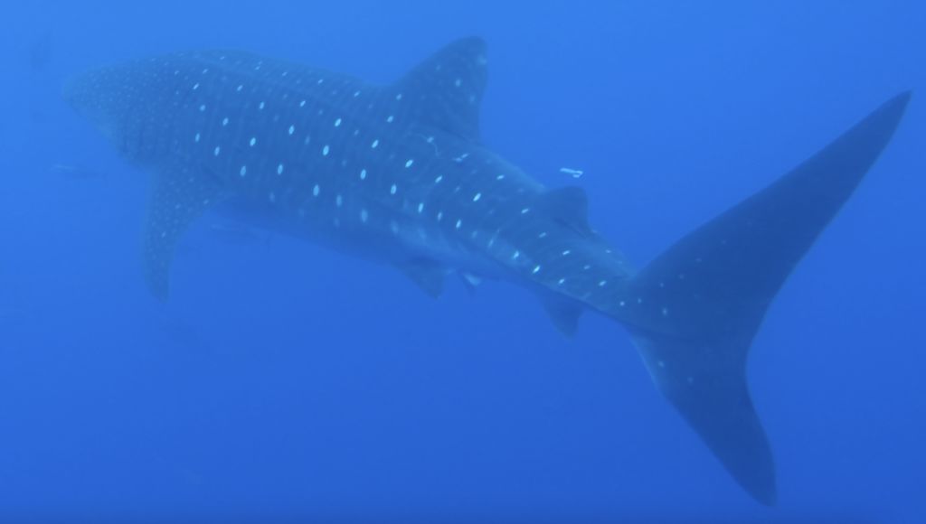 50585175-3e59-4719-b568-72fe241e3ff0