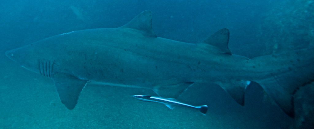 9680dfcf-0e12-4d90-9b68-ab09d00a9395