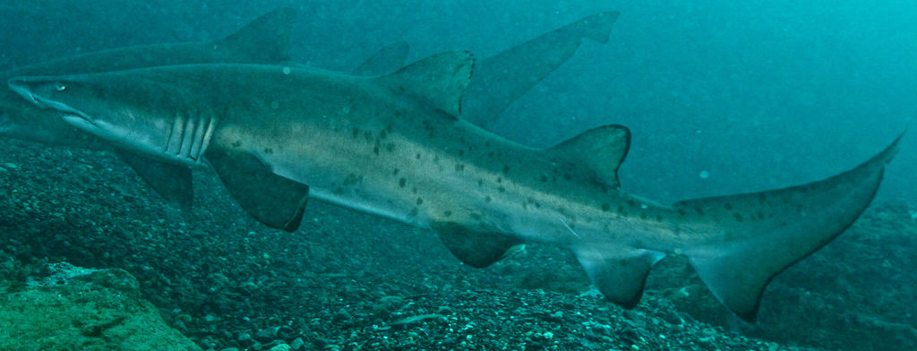 4c5911a2-6f1b-4295-b273-bb033f8d3e4e