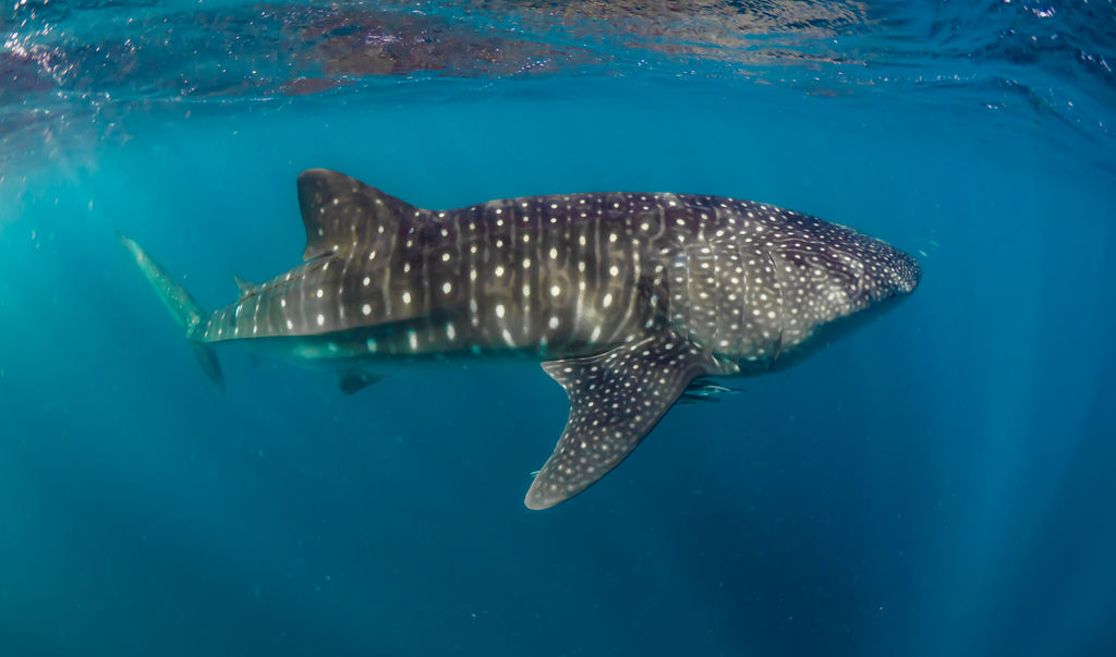 49545054-3d0e-4a2b-92e7-0b69b7610ec5