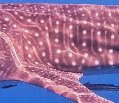 55e1bf77-4188-42a1-b3da-052621699cd1